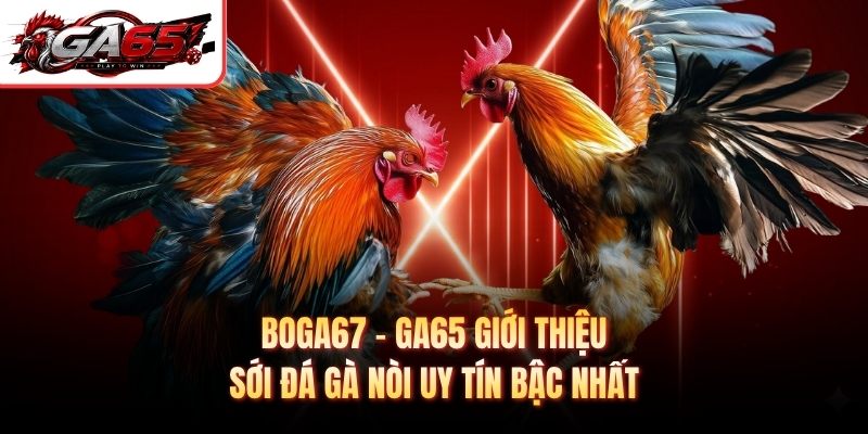 Boga67 - GA65 Giới Thiệu Sới Đá Gà Nòi Uy Tín Bậc Nhất