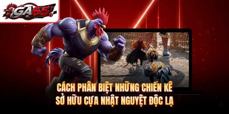 Cách phân biệt những chiến kê sở hữu cựa nhật nguyệt độc lạ