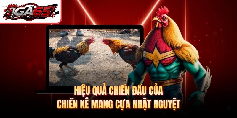 Hiệu quả chiến đấu của chiến kê mang cựa nhật nguyệt