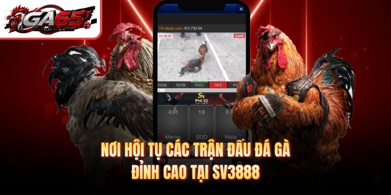 Nơi hội tụ các trận đấu đá gà đỉnh cao tại Sv3888