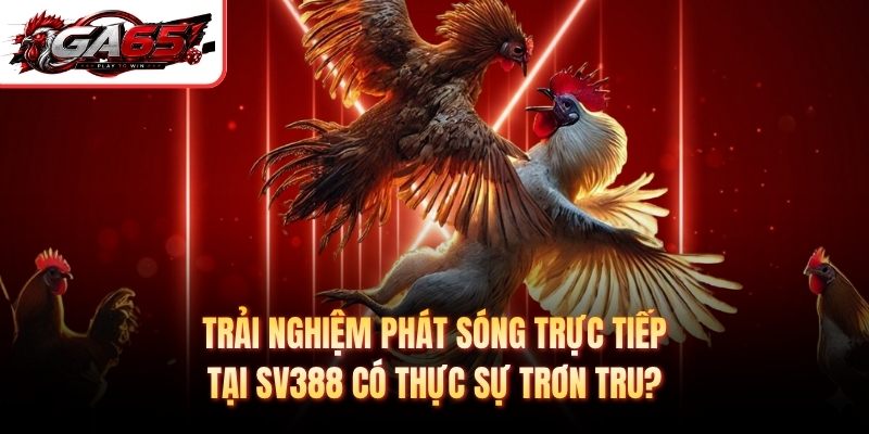 Trải nghiệm phát sóng trực tiếp tại SV388 có thực sự trơn tru?