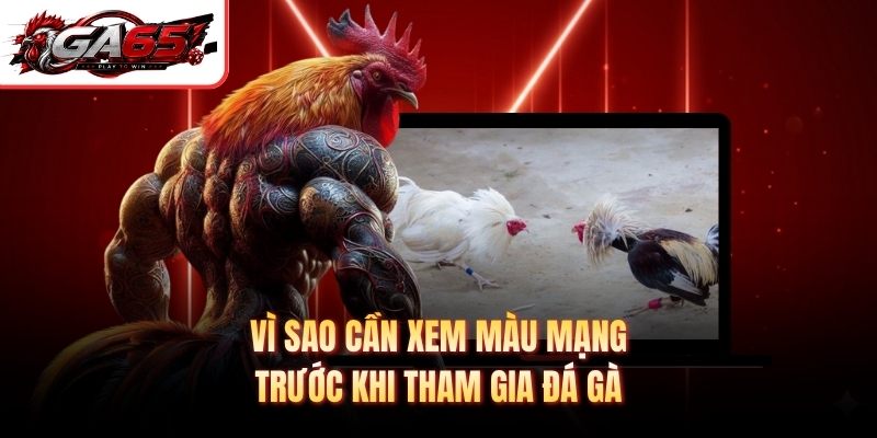 Vì sao cần xem màu mạng trước khi tham gia đá gà