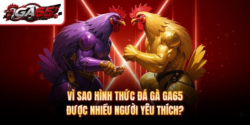 Vì sao hình thức đá gà GA65 được nhiều người yêu thích?